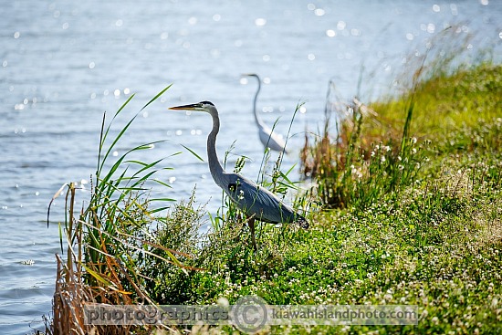 Kiawah Wildlife